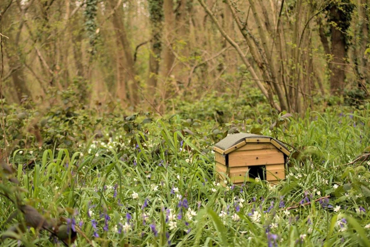 Magical Forest Yurt Sturry Eksteriør bilde